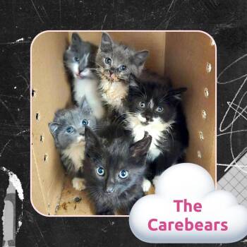 Good Luck Bear -  Domestic Short Hair Cat for Adoption in Wheeling, Illinois - Good Luck Bear | PetCurious