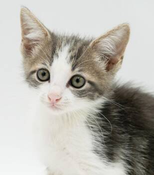 Parker is truly purrfect - WOW is he a doll -  Turkish Van and Ragdoll Cat for Adoption in Bedford Hills, New York - Parker Is Truly Purrfect - WOW Is He A Doll | PetCurious