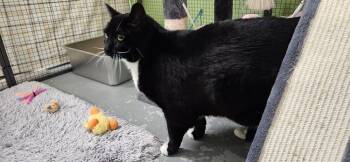 Domestic Short Hair Cats Available for Adoption - Nova Scotia | PetCurious