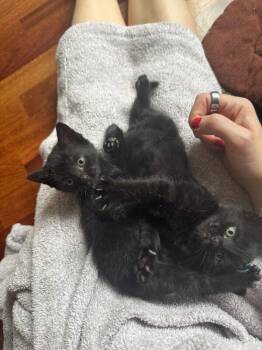Pickles -  Domestic Short Hair Cat for Adoption - Pickles | PetCurious