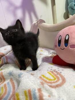 Rescue Domestic Short Hair Cats for Adoption in Lawrenceville, Georgia - Gansito | PetCurious