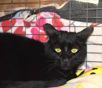 Domestic Short Hair Cats Available for Adoption - Toby | PetCurious