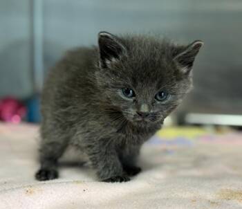 Manx Cats Available for Adoption in Carthage, Missouri - Mokke | PetCurious