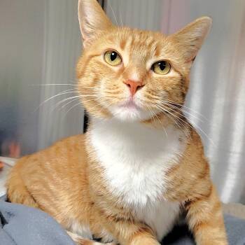 Rescue Domestic Short Hair Cats for Adoption in Michigan City, Indiana - Sally | PetCurious