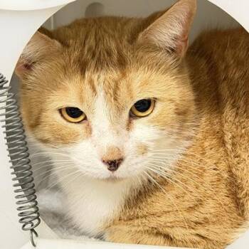 Domestic Short Hair Cats Available for Adoption - Rosco | PetCurious