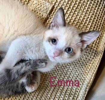Emma -  Siamese Cat for Adoption in Reston, Virginia - Emma | PetCurious