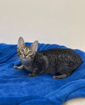 Pop Tart -  Tabby Cat for Adoption in Newberg, Oregon - Pop Tart | PetCurious