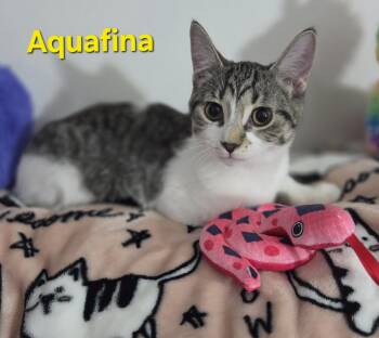 Rescue Domestic Short Hair Cats for Adoption in Brighton, Michigan - Aquafina (siblings Are Fiji And Evian) | PetCurious