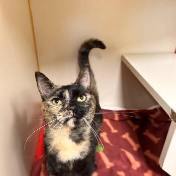 Calypso -  Domestic Short Hair Cat for Adoption in Myerstown, Pennsylvania - Calypso | PetCurious