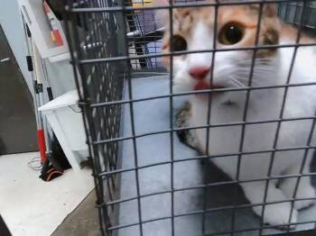 Domestic Short Hair Cats Available for Adoption in Tulsa, Oklahoma - MAZIE | PetCurious