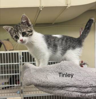 Tinley -  Domestic Short Hair Cat for Adoption in Ulster, Pennsylvania - Tinley | PetCurious
