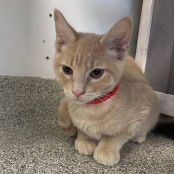 Scooter -  Domestic Short Hair Cat for Adoption in Naperville, Illinois - Scooter | PetCurious