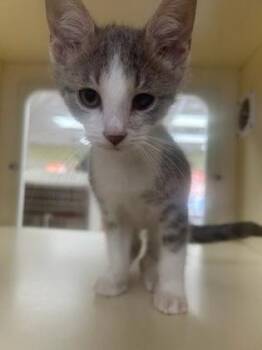 Blake Drakharrow -  Domestic Short Hair Cat for Adoption in Cincinnati, Ohio - Blake Drakharrow | PetCurious