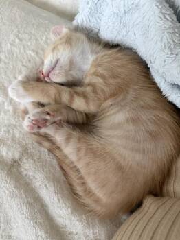 Spice -  Domestic Short Hair Cat for Adoption in Lafayette, Colorado - Spice | PetCurious