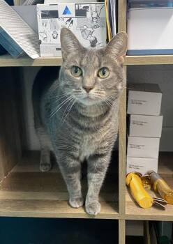Mandy -  Domestic Short Hair Cat for Adoption in Alexandria, Virginia - Mandy | PetCurious