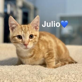 Julio -  Domestic Short Hair Cat for Adoption in Peachtree City, Georgia - Julio | PetCurious