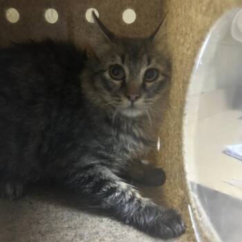 Backstreet -  Domestic Medium Hair Cat for Adoption in Cheyenne, Wyoming - Backstreet | PetCurious