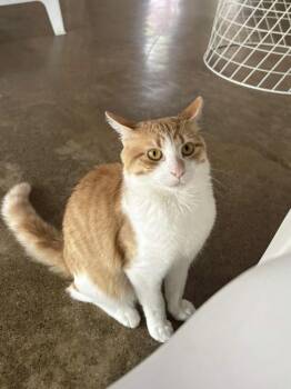 Creamsicle -  Domestic Short Hair Cat for Adoption in Ferndale, Michigan - Creamsicle | PetCurious