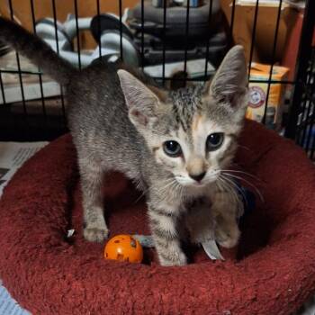 Pixie -  Domestic Short Hair Cat for Adoption in Jupiter, Florida - Pixie | PetCurious