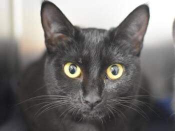 Domestic Short Hair Cats Available for Adoption in Portland, Oregon - Corvid | PetCurious