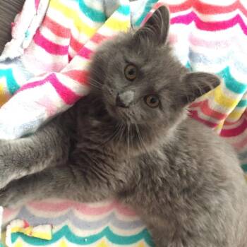 Nathan -  Domestic Long Hair and Russian Blue Cat for Adoption in Waldorf, Maryland - Nathan | PetCurious