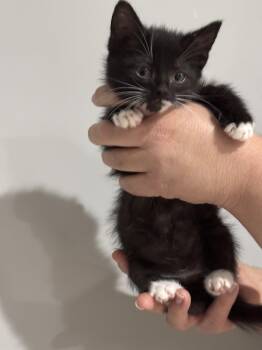 CAT - Nikolai -  Domestic Short Hair Cat for Adoption in Gilberts, Illinois - CAT - Nikolai | PetCurious