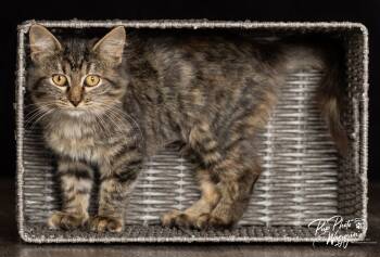 Rescue Domestic Short Hair Cats for Adoption in Valley Park, Oklahoma - Micro | PetCurious