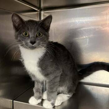 Domestic Short Hair Cats Available for Adoption in Candler, North Carolina - Zuzanna | PetCurious