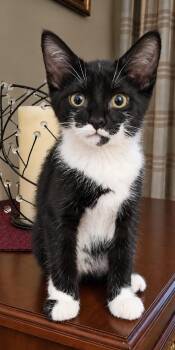 Alfie (Your Future Shoulder Cat) -  Domestic Short Hair Cat for Adoption in Lemoyne, Pennsylvania - Alfie (Your Future Shoulder Cat) | PetCurious