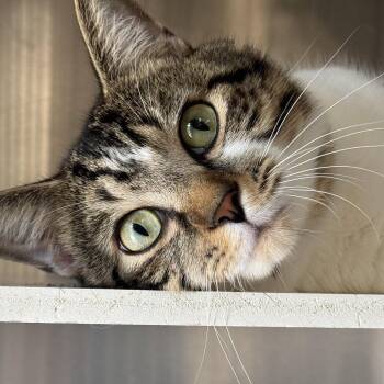 Peanut -  Domestic Short Hair Cat for Adoption in Winchendon, Massachusetts - Peanut | PetCurious