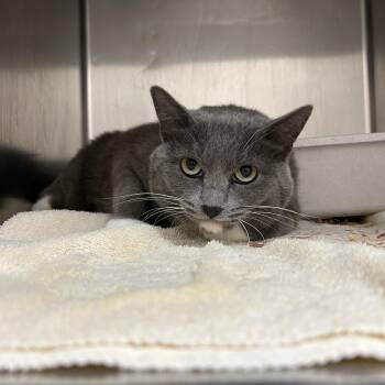 Callie -  Domestic Short Hair Cat for Adoption in Lindon, Utah - Callie | PetCurious