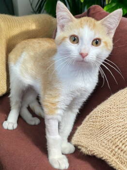 Rescue Domestic Short Hair Cats for Adoption in Champaign, Illinois - Eve | PetCurious