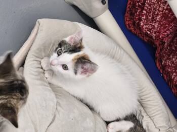 Sookie -  Domestic Short Hair Cat for Adoption in Kalamazoo, Michigan - Sookie | PetCurious