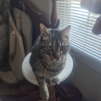 Domestic Short Hair Cats Available for Adoption in Roanoke, Virginia - Mena | PetCurious
