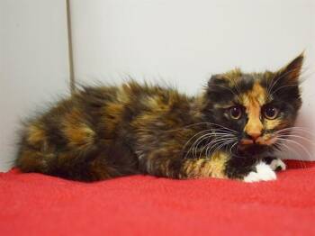 KARLA -  Domestic Medium Hair Cat for Adoption in Sacramento, California - KARLA | PetCurious