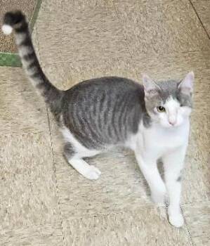Rescue Domestic Short Hair Cats for Adoption in Tulsa, Oklahoma - Lackland | PetCurious
