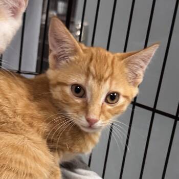 Emilio Estevez -  Domestic Short Hair Cat for Adoption in Marion, Virginia - Emilio Estevez | PetCurious