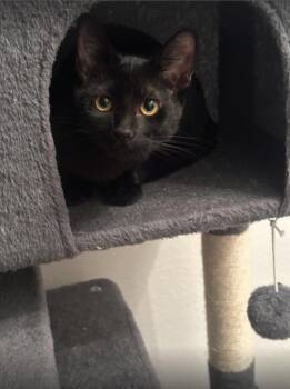 Rescue Domestic Short Hair Cats for Adoption in Huntington Beach, California - Pepper | PetCurious