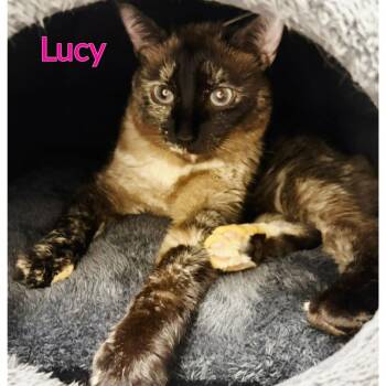 Lucy -  Domestic Short Hair Cat for Adoption in North Saint Paul, Minnesota - Lucy | PetCurious