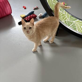 Flax -  American Shorthair Cat for Adoption in Big Rapids, Michigan - Flax | PetCurious