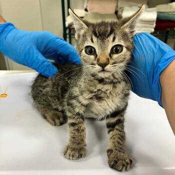 Domestic Short Hair Cats Available for Adoption in Las Cruces, New Mexico - Wallace | PetCurious