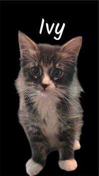 Ivy -  Domestic Medium Hair Cat for Adoption in Auburn, California - Ivy | PetCurious