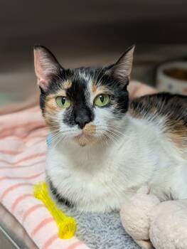 Domestic Short Hair Cats Available for Adoption - Smudge | PetCurious