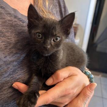 Sydney -  Domestic Short Hair Cat for Adoption in Philadelphia, Pennsylvania - Sydney | PetCurious