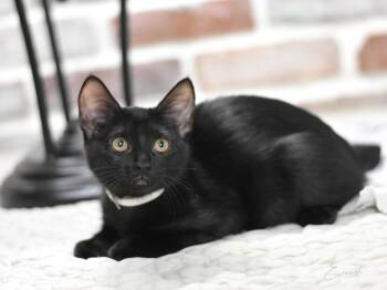 Domestic Short Hair Cats Available for Adoption in Conroe, Texas - Everest (The Night Sky Litter) | PetCurious