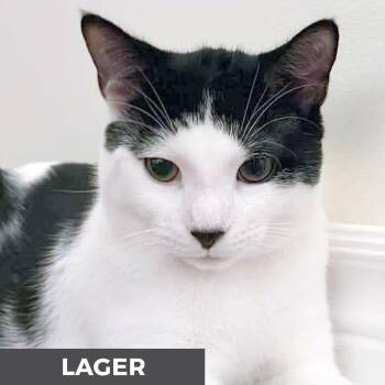 Lager -  Domestic Short Hair Cat for Adoption in Toronto, Ontario - Lager | PetCurious