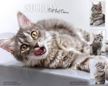 Maine Coon Cats Available for Adoption - Stormy | PetCurious