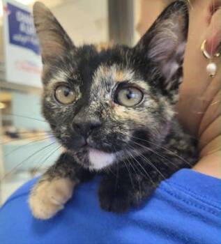 Bonbon -  Domestic Short Hair Cat for Adoption in Edmond, Oklahoma - Bonbon | PetCurious