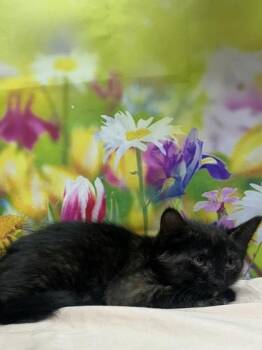 Augusta -  Domestic Short Hair Cat for Adoption in San Antonio, Texas - Augusta | PetCurious