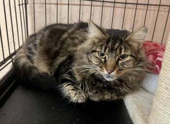 Rescue Domestic Long Hair Cats for Adoption in Sherwood, Oregon - Pinky | PetCurious